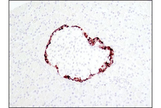 Immunohistochemistry Image 3: Proglucagon (D16G10) XP<sup>®</sup> Rabbit mAb