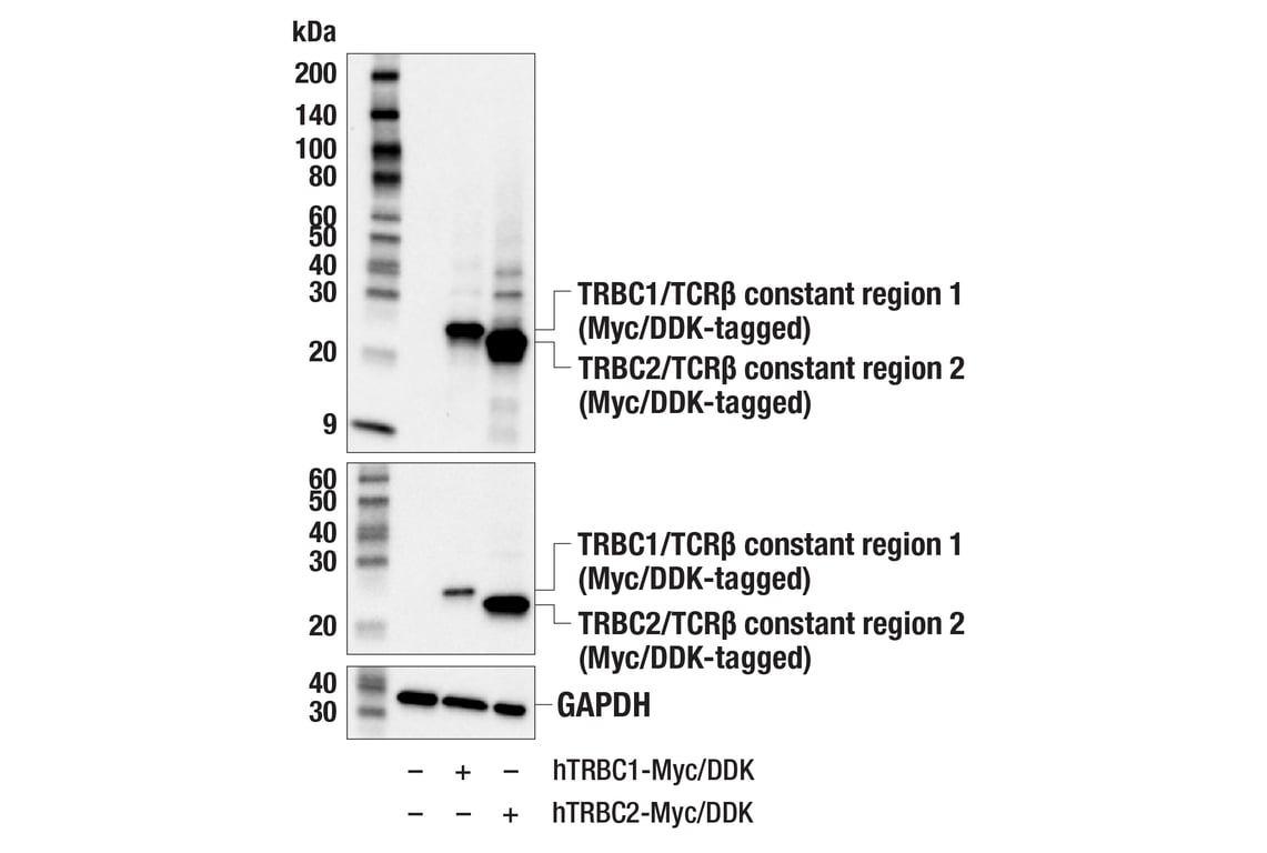 Western Blotting Image 3: TRBC/TCRβ (E9I1S) Rabbit mAb