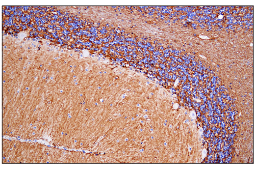 Immunohistochemistry Image 1: AQP4 (D1F8E) XP<sup>®</sup> Rabbit mAb