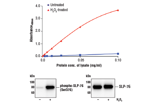 ELISA Image 1: FastScan™ Phospho-SLP-76 (Ser376) ELISA Kit