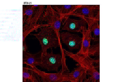 undefined Image 17: C/EBP Antibody Sampler Kit