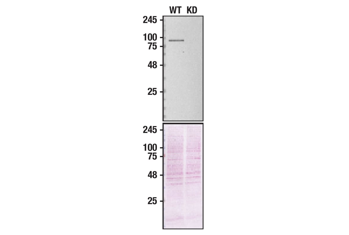Western Blotting Image 2: VCP (7F3) Rabbit mAb