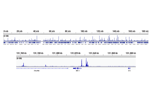 undefined Image 71: Human Reactive M1 vs M2 Macrophage IHC Antibody Sampler Kit