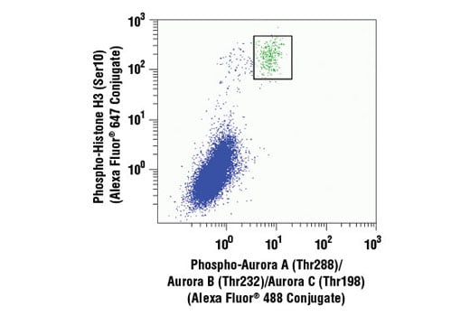 Phospho-Aurora A (Thr288)/Aurora B (Thr232)/Aurora C (Thr198) (D13A11 ...