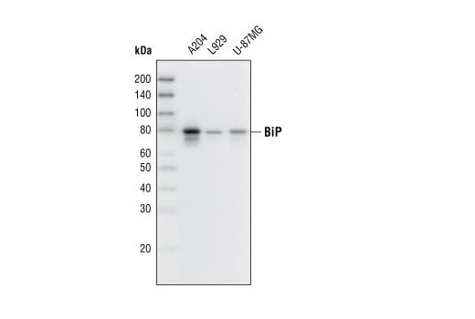 Western Blotting Image 1: BiP (C50B12) Rabbit mAb
