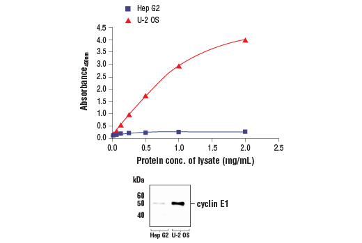 ELISA Image 1: FastScan<sup>™</sup> Total Cyclin E1 ELISA Kit