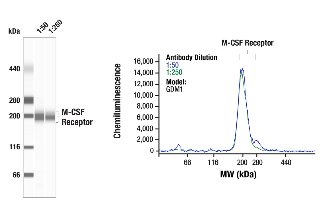 Western Blotting Image 1: CSF-1R/M-CSF-R (E4T8Z) Rabbit mAb