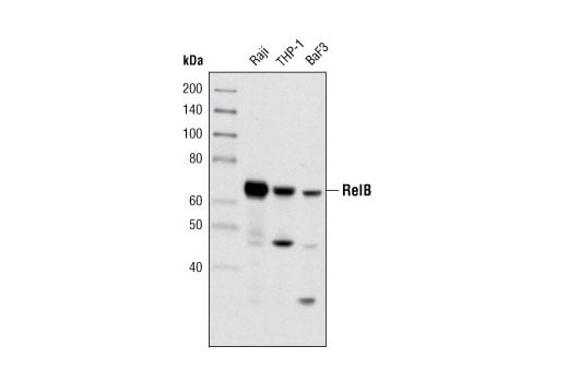 Western Blotting Image 1: RelB (C1E4) Rabbit mAb