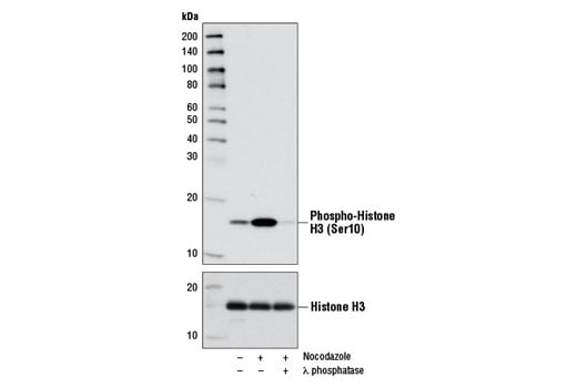Nocodazole: Image 1