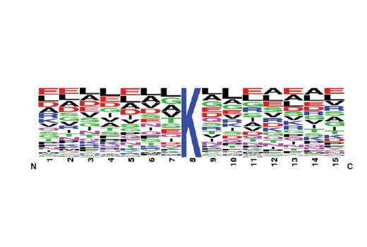 PTMScan® Pilot Ubiquitin Remnant Motif (K-ε-GG) Kit: Image 1