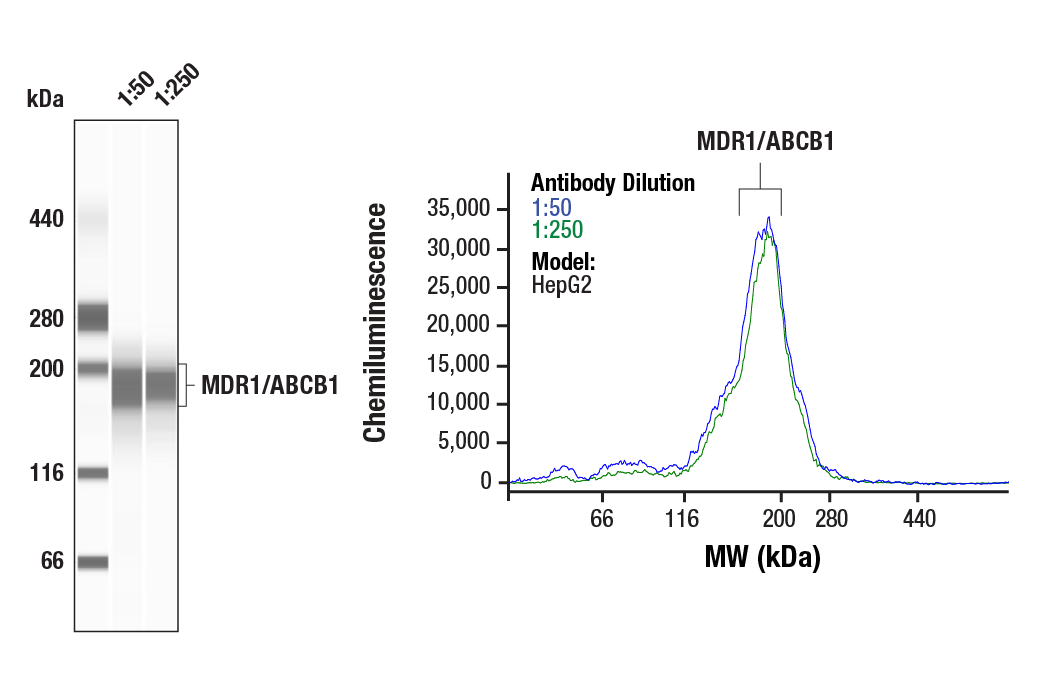 Western Blotting Image 1: MDR1/ABCB1 (E1Y7S) Rabbit mAb