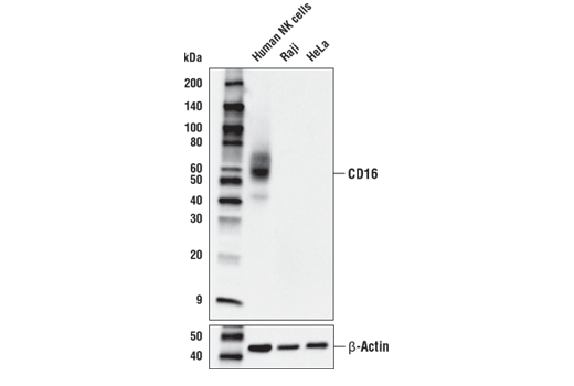 Western Blotting Image 2: CD16 (D5Q8N) Rabbit mAb