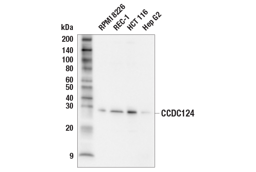 Western Blotting Image 1: CCDC124 (E2G4Q) Rabbit mAb