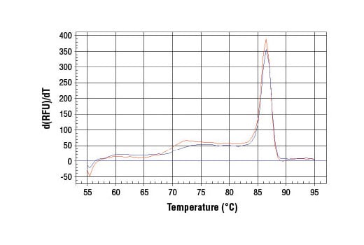 Chromatin Immunoprecipitation Image 1: SimpleChIP<sup>®</sup> Human CCND1 Promoter Primers