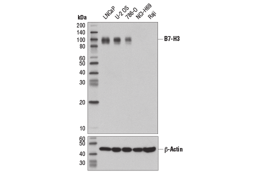 Western Blotting Image 1: B7-H3 (D9M2L) XP<sup>®</sup> Rabbit mAb (BSA and Azide Free)