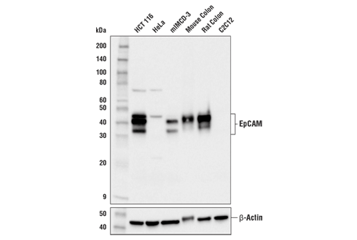 Western Blotting Image 1: EpCAM (E8Q1Z) Rabbit mAb