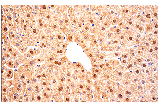 Immunohistochemistry Image 6: SOD1 (E4G1H) XP<sup>®</sup> Rabbit mAb