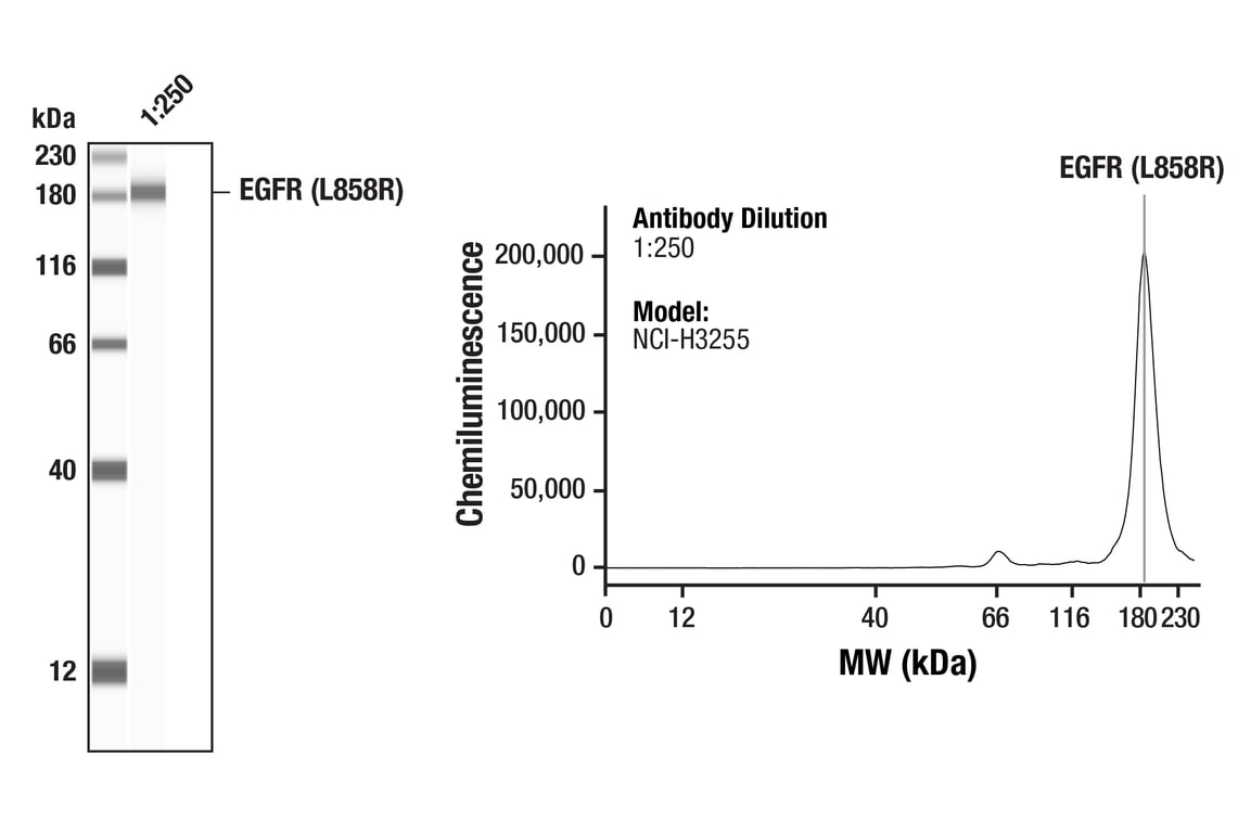 undefined Image 16: Lung Cancer RTK Antibody Sampler Kit
