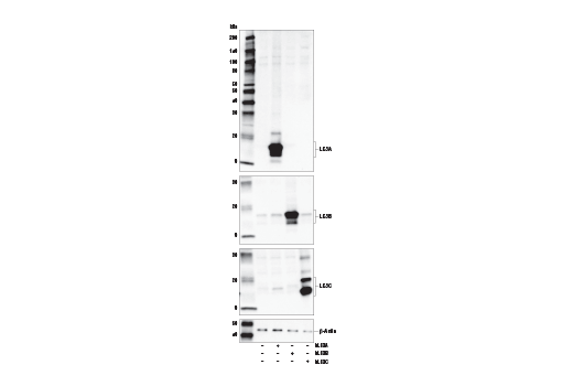 Western Blotting Image 1: LC3A (E5C9B) Rabbit mAb
