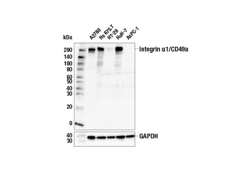 Western Blotting Image 1: Integrin α1/CD49a (E9K2J) XP<sup>®</sup> Rabbit mAb (BSA and Azide Free)