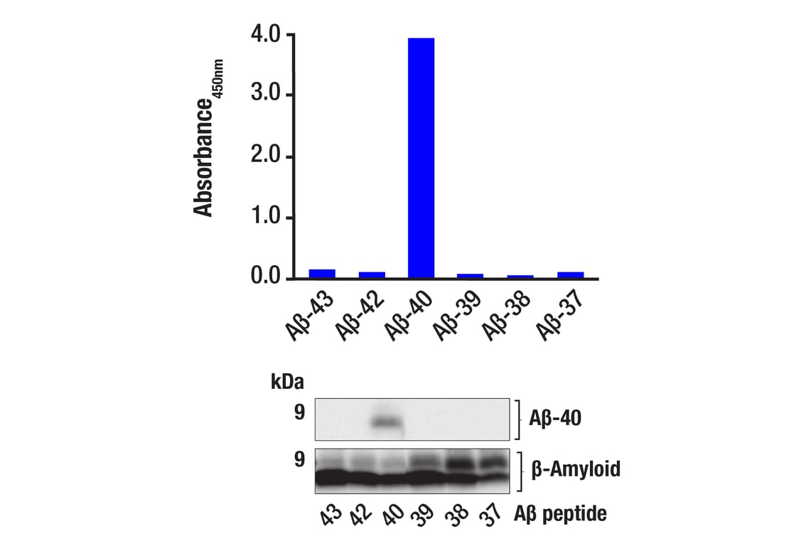 ELISA Image 2: β-Amyloid (1-40) (D8Q7I) Rabbit mAb (BSA and Azide Free)