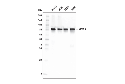 Western Blotting Image 1: VPS35 (E6S4I) Rabbit mAb