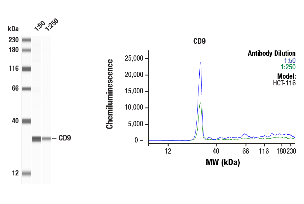 Western Blotting Image 1: CD9 (D8O1A) Rabbit mAb