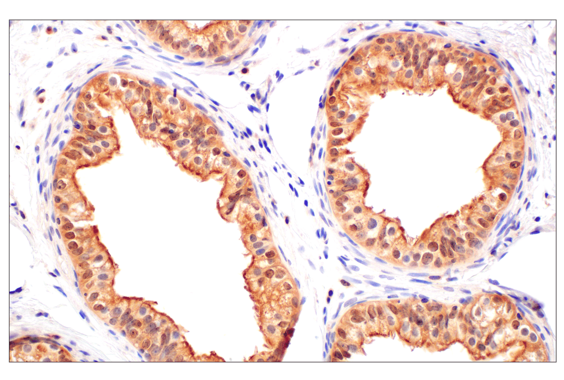 Immunohistochemistry Image 9: GPX4 (E5Y8K) Rabbit mAb