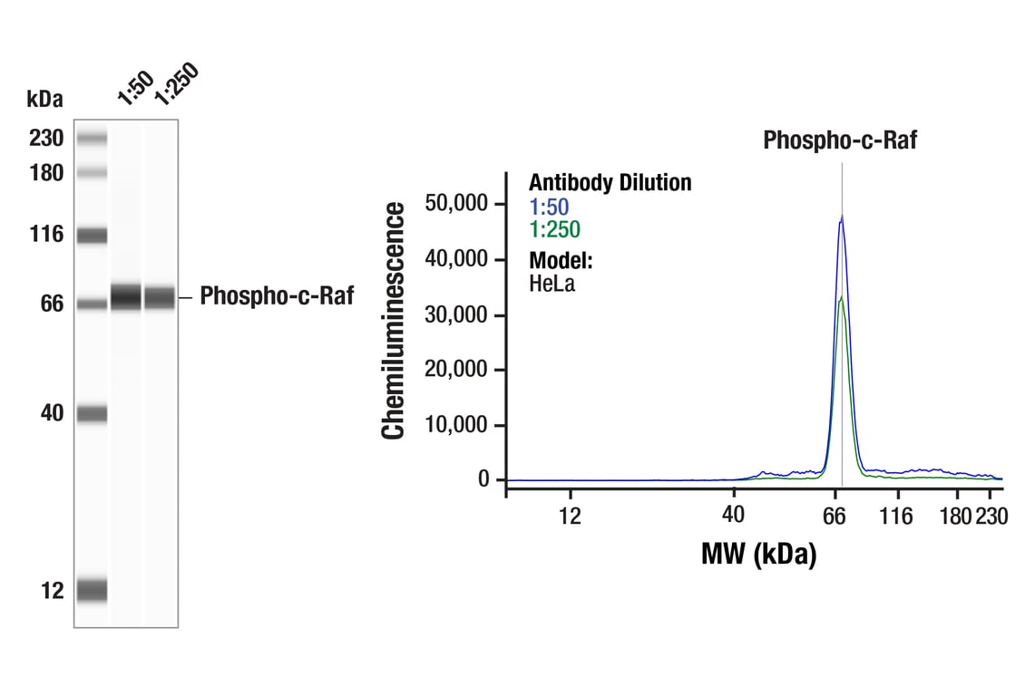 Western Blotting Image 1: Phospho-c-Raf (Ser338) (56A6) Rabbit mAb