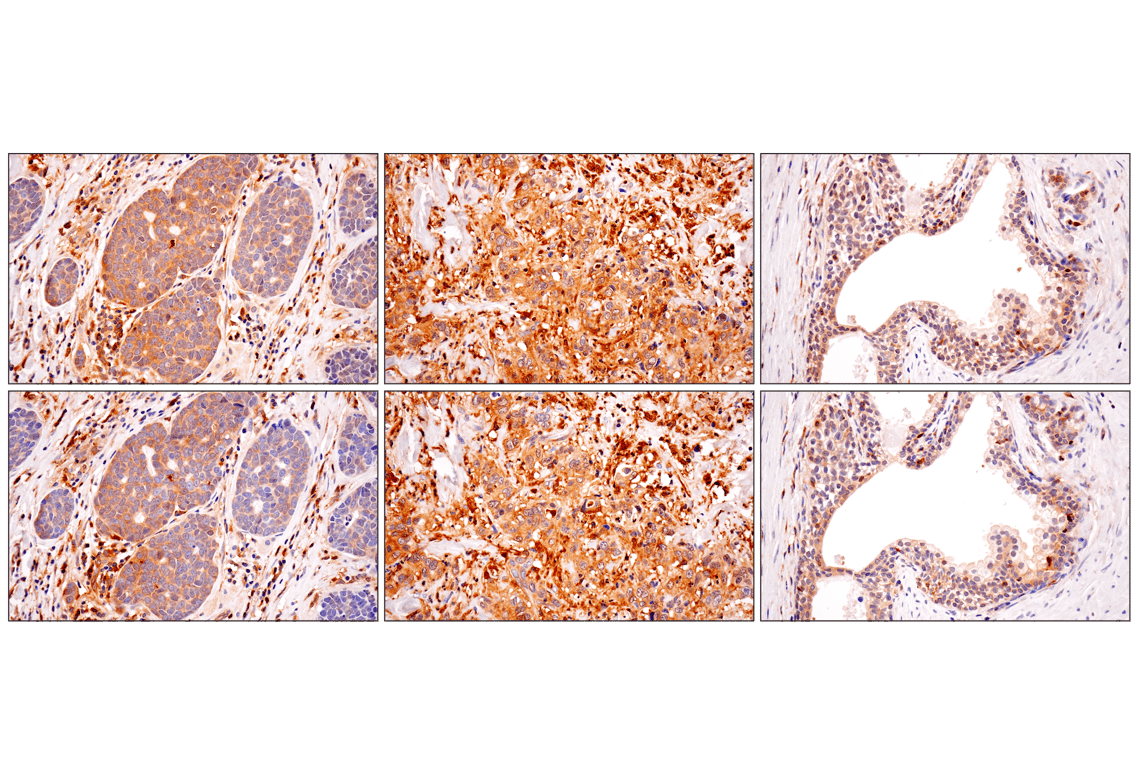 Immunohistochemistry Image 7: TRIM21 (D1O1D) Rabbit mAb