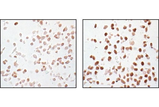 undefined Image 11: PhosphoPlus<sup>®</sup> CREB (Ser133) Antibody Duet