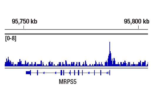 Chromatin Immunoprecipitation Image 1: Histone H2A.Z (E9M5G) Rabbit mAb