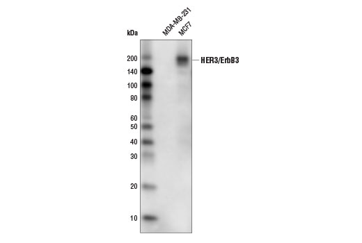 Western Blotting Image 1: HER3/ErbB3 (D22C5) XP<sup>®</sup> Rabbit mAb (HRP Conjugate)