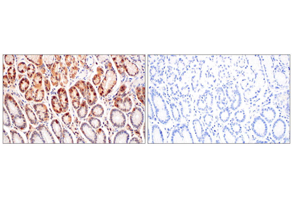 Immunohistochemistry Image 11: GPX4 (E5Y8K) Rabbit mAb