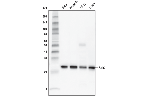 Western Blotting Image 1: Rab7 (E9O7E) Mouse mAb
