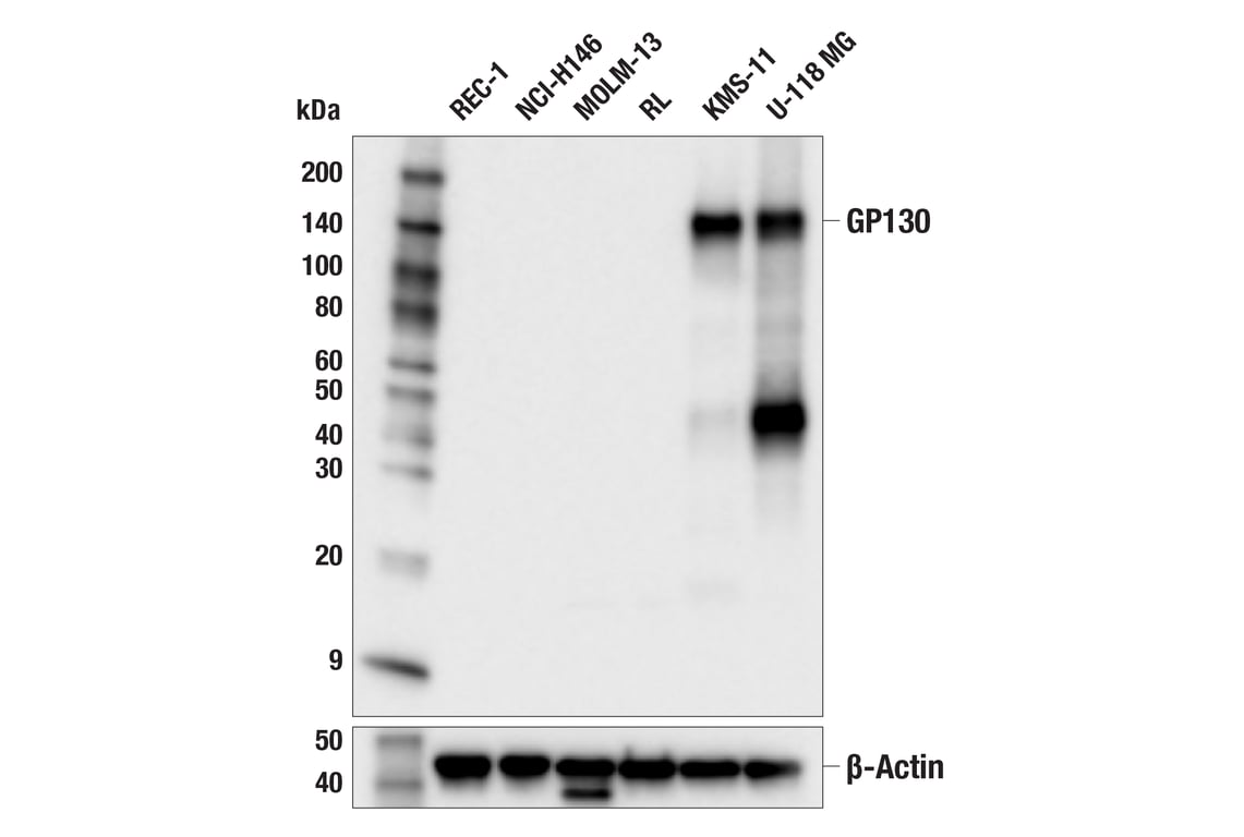 Western Blotting Image 1: GP130 (E6X8S) Rabbit mAb