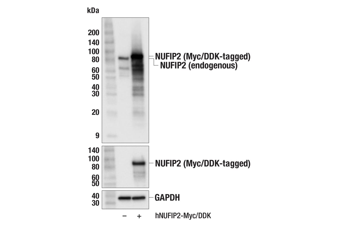 Western Blotting Image 2: NUFIP2 (F5O7H) Rabbit mAb