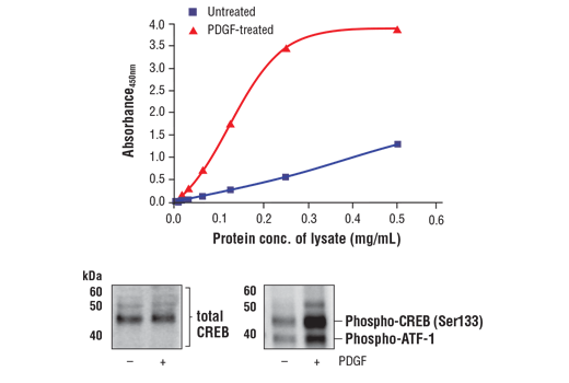 ELISA Image 1: FastScan<sup>™</sup> Phospho-CREB (Ser133) ELISA Kit