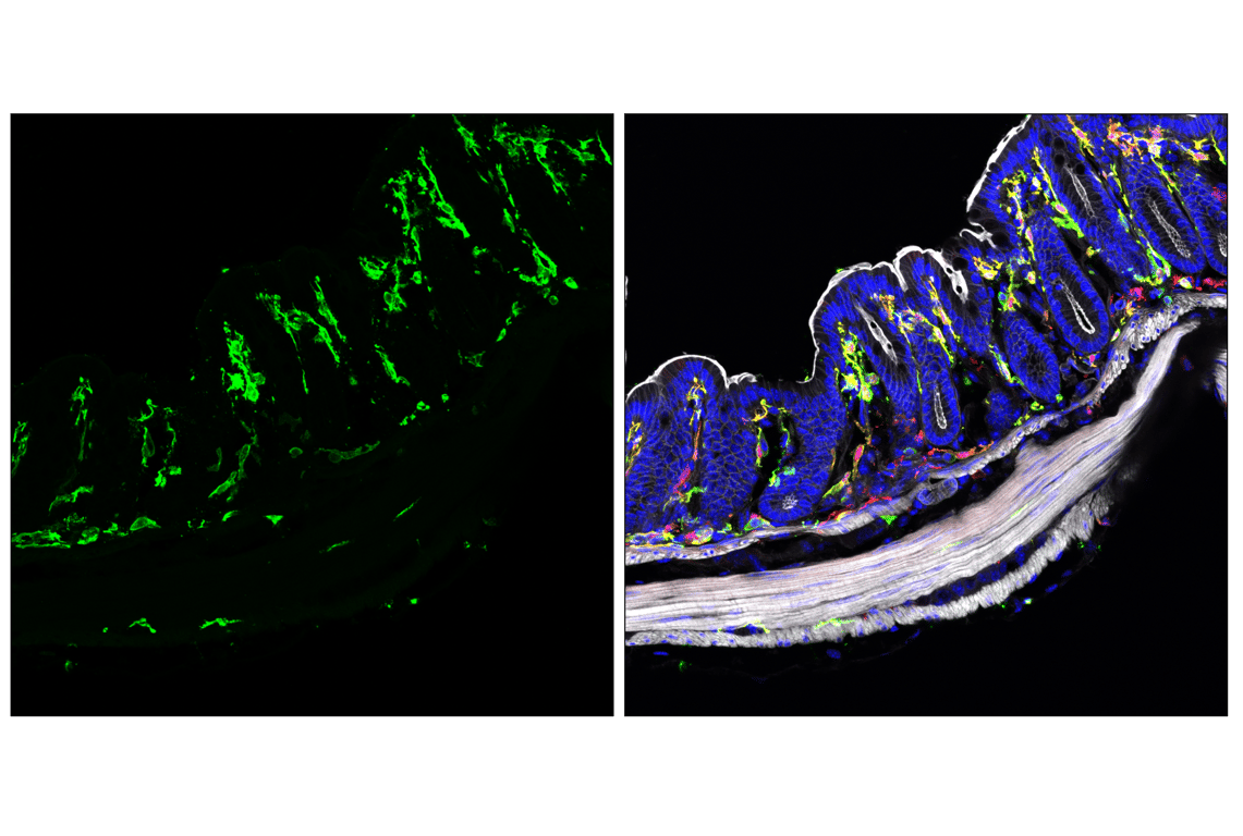 Immunofluorescence Image 4: MHC Class II (I-A/I-E) (M5/114.15.2) Rat mAb