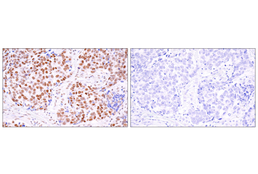 Immunohistochemistry Image 3: BRD4 (E2A7X) Rabbit mAb