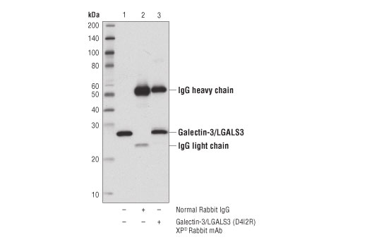 undefined Image 17: Microglia Neurodegeneration Module Antibody Sampler Kit
