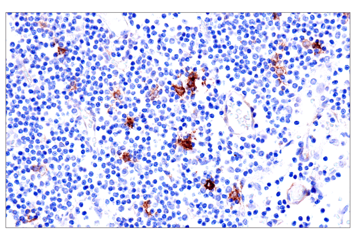 Immunohistochemistry Image 11: p75NTR (E7I3M) Rabbit mAb