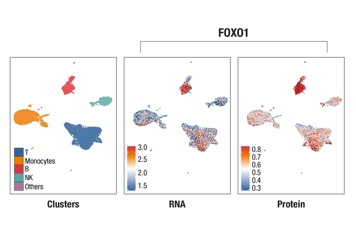 SCA Image 1: FoxO1 (C29H4) Rabbit mAb (InTraSeq™ 3' Conjugate 3037)