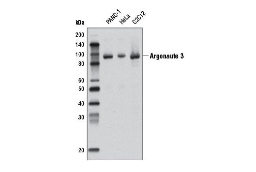 Western Blotting Image 1: Argonaute 3 (D15D2) Rabbit mAb