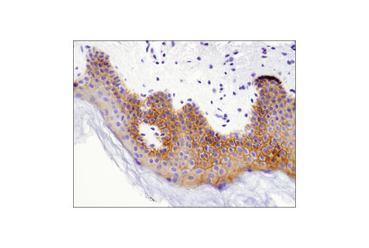 Immunohistochemistry Image 3: CELSR2 (D2M9H) XP<sup>®</sup> Rabbit mAb (BSA and Azide Free)