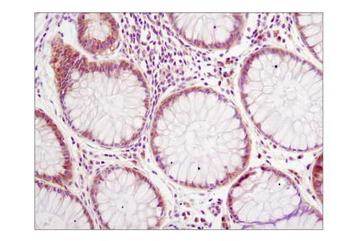 Immunohistochemistry Image 1: eIF4E (C46H6) Rabbit mAb (BSA and Azide Free)