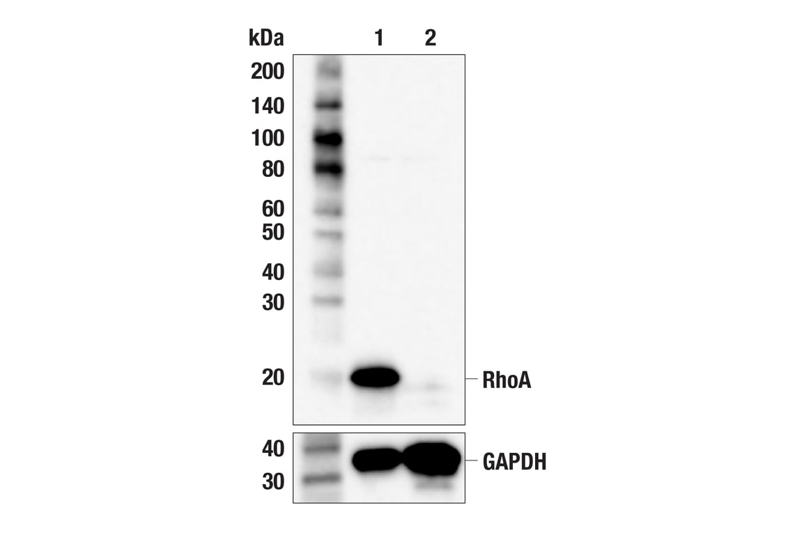 undefined Image 6: Rho-GTPase Antibody Sampler Kit