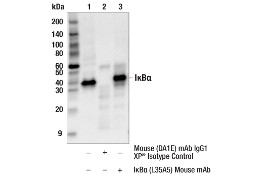 undefined Image 5: PhosphoPlus<sup>®</sup> IκBα (Ser32/Ser36) Antibody Duet