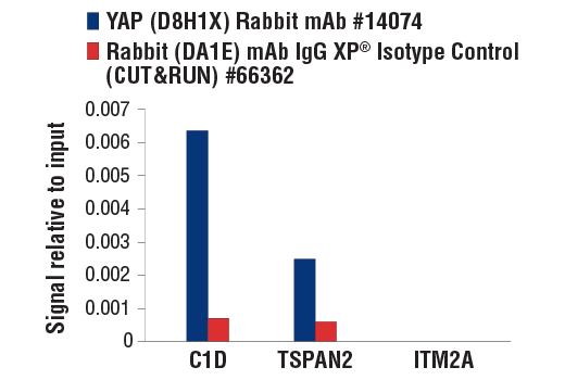 CUT & RUN Image 3: YAP (D8H1X) XP<sup>®</sup> Rabbit mAb