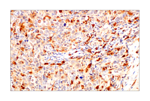 Immunohistochemistry Image 1: SignalStain<sup>®</sup> Boost IHC Detection Reagent (HRP, Rat)